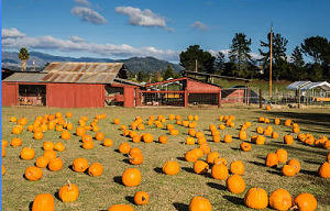 Grandmas Pumpkin Patch - apples, pomegranates, pumpkins, summer squash, U-pick and already picked,