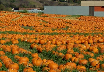 Cal Poly Pomona Pumpkin Festival - corn maze, pumpkins