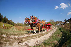 Neltner's Farm hay ride
