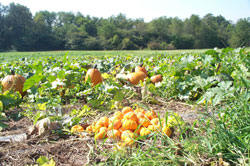 Schramm's pumpkin patch  and harvest festival