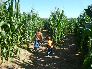 Find local corn mazes and hay rides here!
